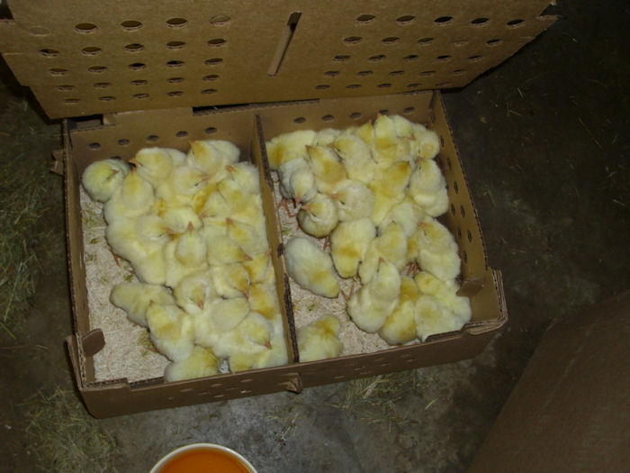 Chickens0102