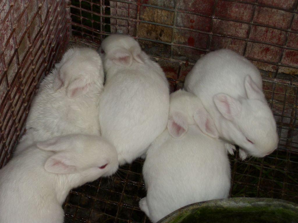 Five white kits have gotten out of the nest box and need to be put back in.