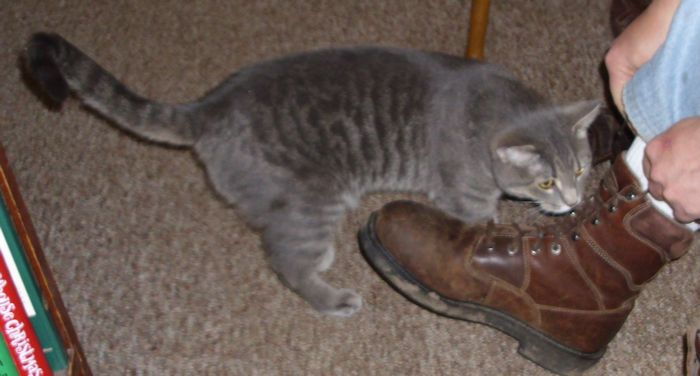 PussInBoots02