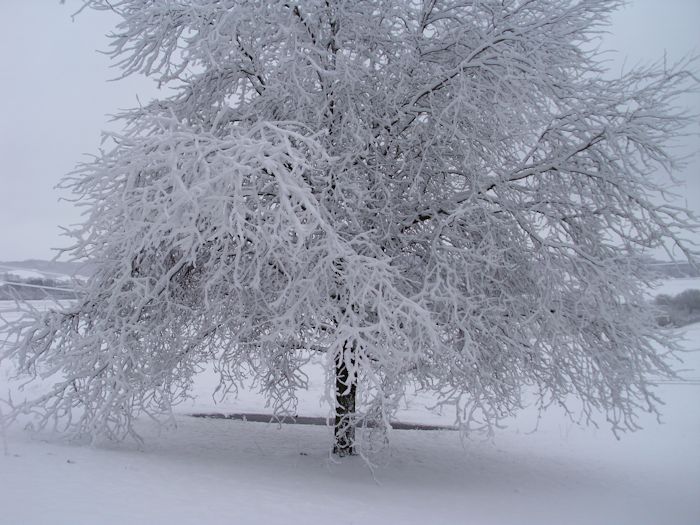 A honey locust tree draped with snow.