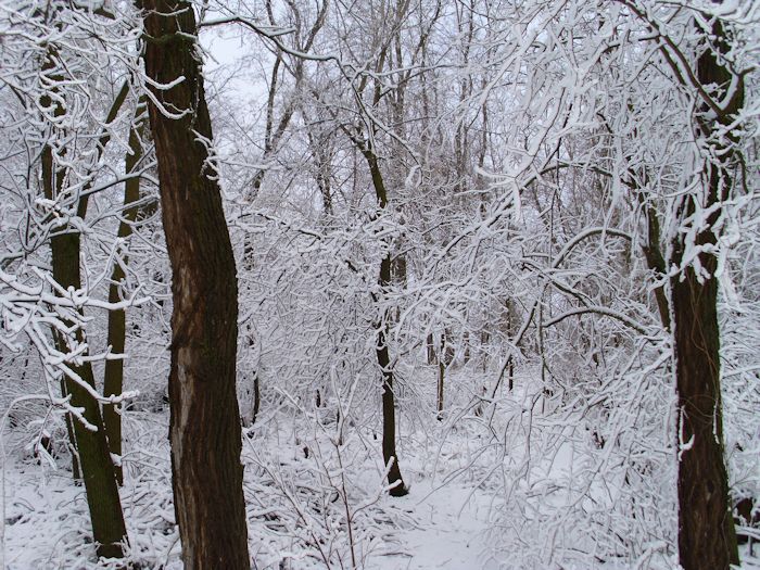 A group of trees in the woods draped with snow.