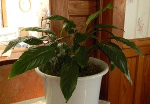 A peace lily in a white plastic pot sitting next to a window.
