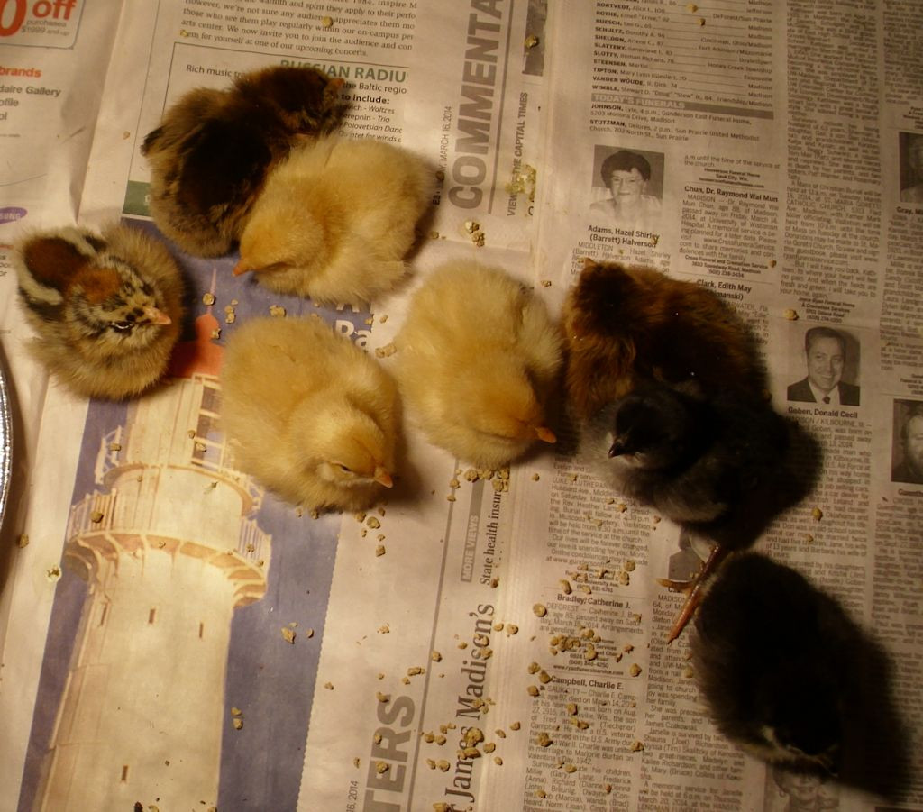 Eight chicks will make the coop fuller.
