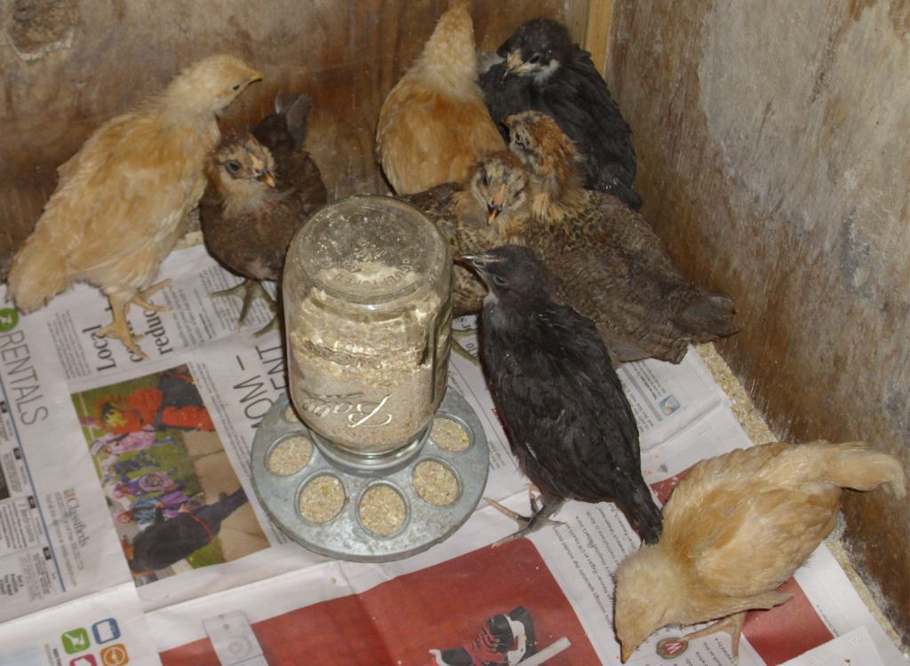 Eight chicks of different types at four weeks.