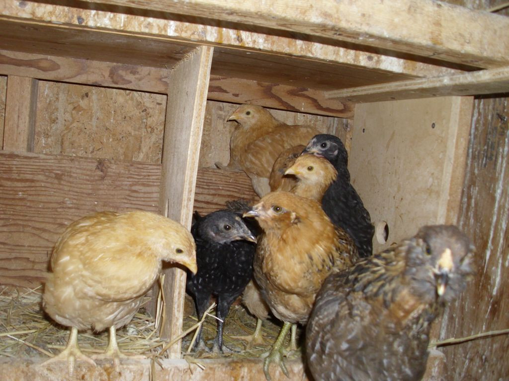 These young hens are experimenting with the nest box, but they're all trying to use the same one.