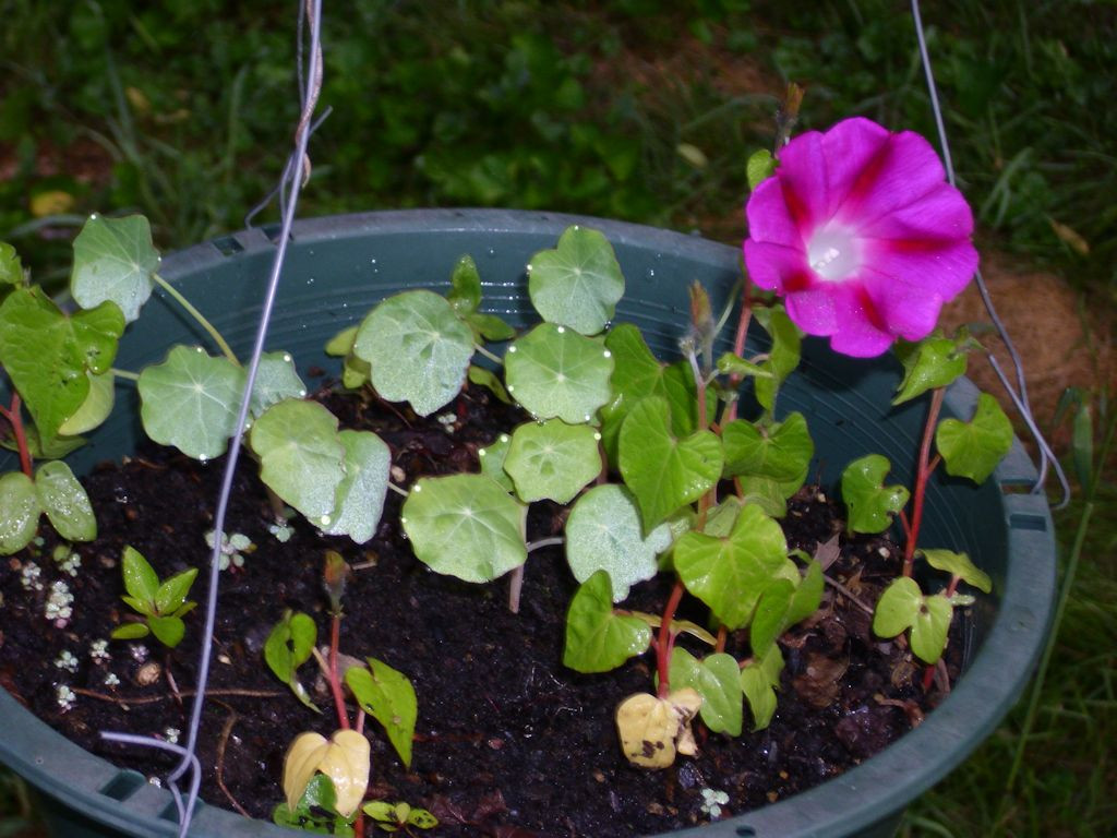 Mixing the morning glories and nasturtiums provides all day color.