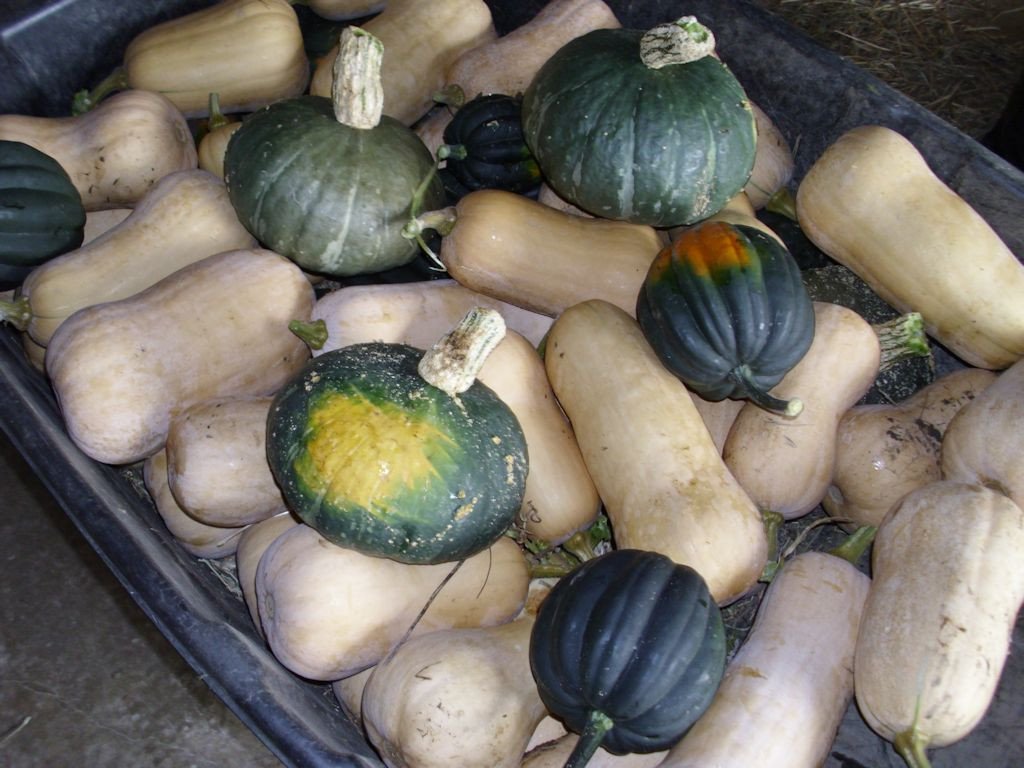 The squash patch produced three kinds of squash in abundance this year.