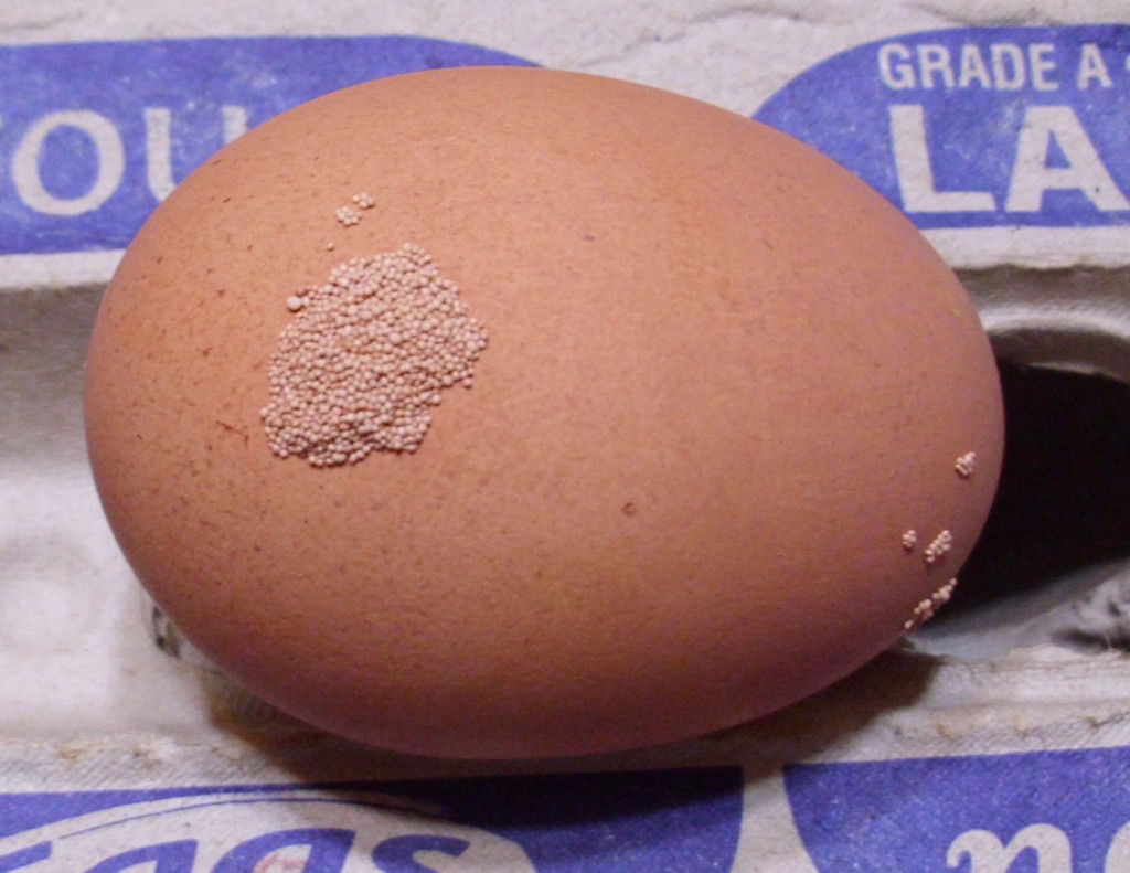An egg may have harmless calcium nodules that look like insect eggs deposited on it.