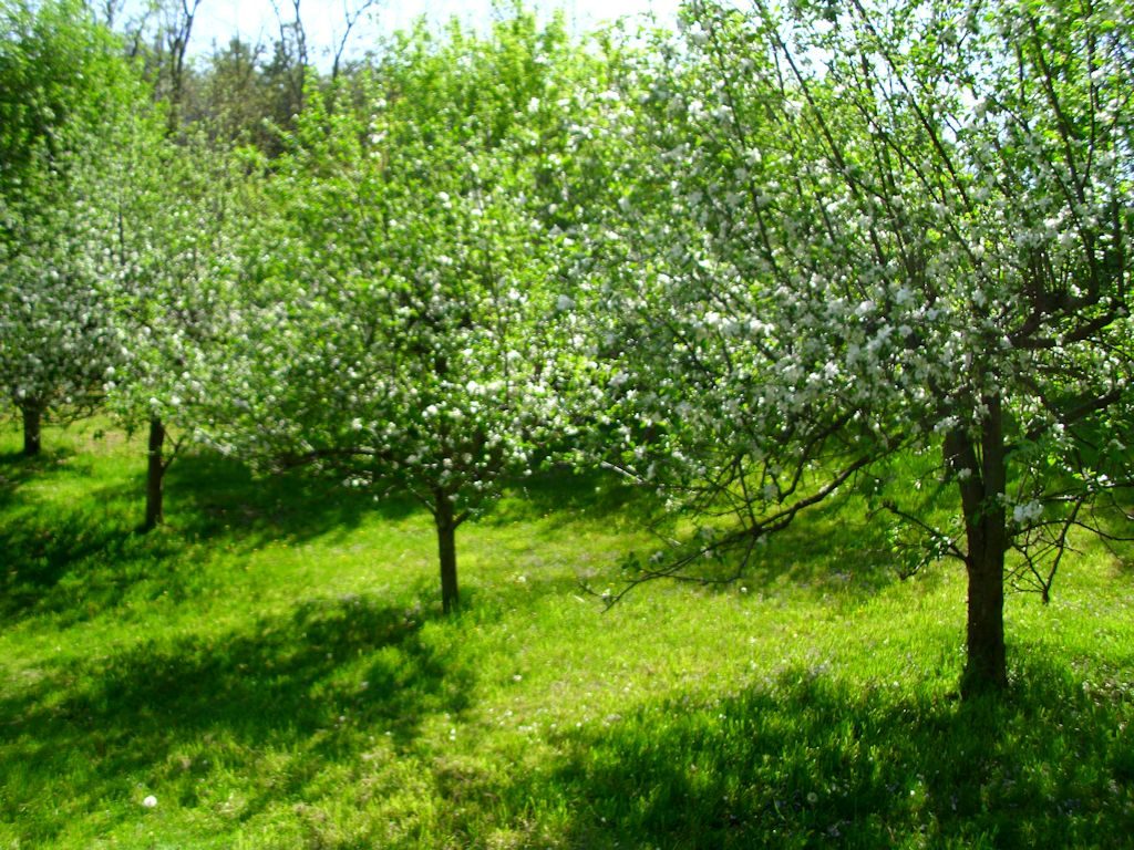 The apple trees are truly luxuriant with blossoms this year.