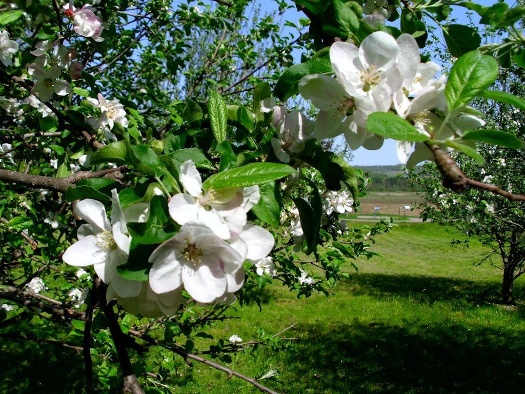 The white blossoms are incredible and the odor is quite strong.